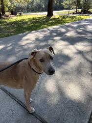 Found/Stray Male Dog last seen Ridge lake shores, Montgomery County, TX 77316