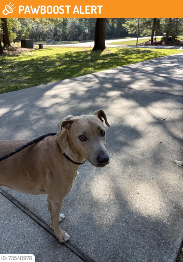 Found/Stray Male Dog last seen Ridge lake shores, Montgomery County, TX 77316