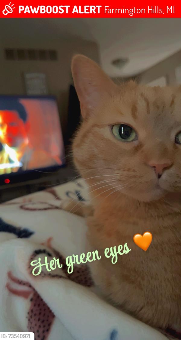 Lost Female Cat last seen Drake, freedom, Farmington Hills, MI 48335