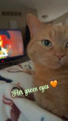 Lost Female Cat last seen Drake, freedom, Farmington Hills, MI 48335