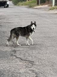 Lost Unknown Dog last seen In front of addisgns building going northwest towards frontage, Tucson, AZ 85713
