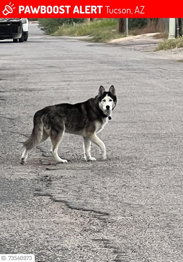 Lost Unknown Dog last seen In front of addisgns building going northwest towards frontage, Tucson, AZ 85713