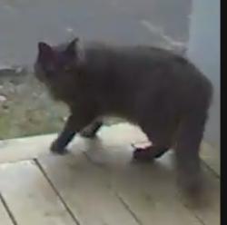 Found/Stray Unknown Cat last seen NE 69th and Oregon St, Portland, OR 97213