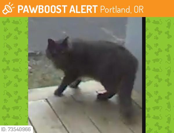 Found/Stray Unknown Cat last seen NE 69th and Oregon St, Portland, OR 97213
