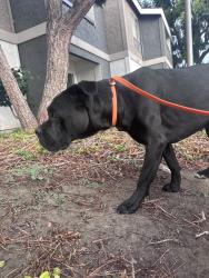 Found/Stray Female Dog last seen Fairview and segerstrom, Santa Ana, CA 92704