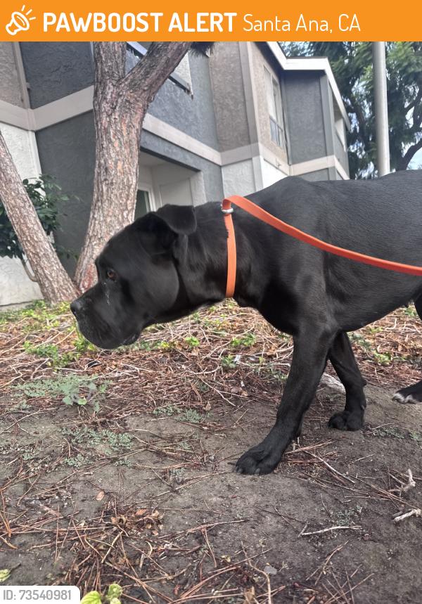 Found/Stray Female Dog last seen Fairview and segerstrom, Santa Ana, CA 92704