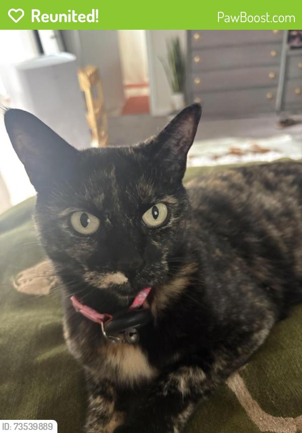 Reunited Female Cat last seen 3rd Ave and Raleigh St, Denver, CO 80219