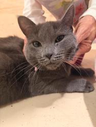 Found/Stray Female Cat last seen 2nd ave S and Sands Point Drive, Tierra Verde, FL 33715