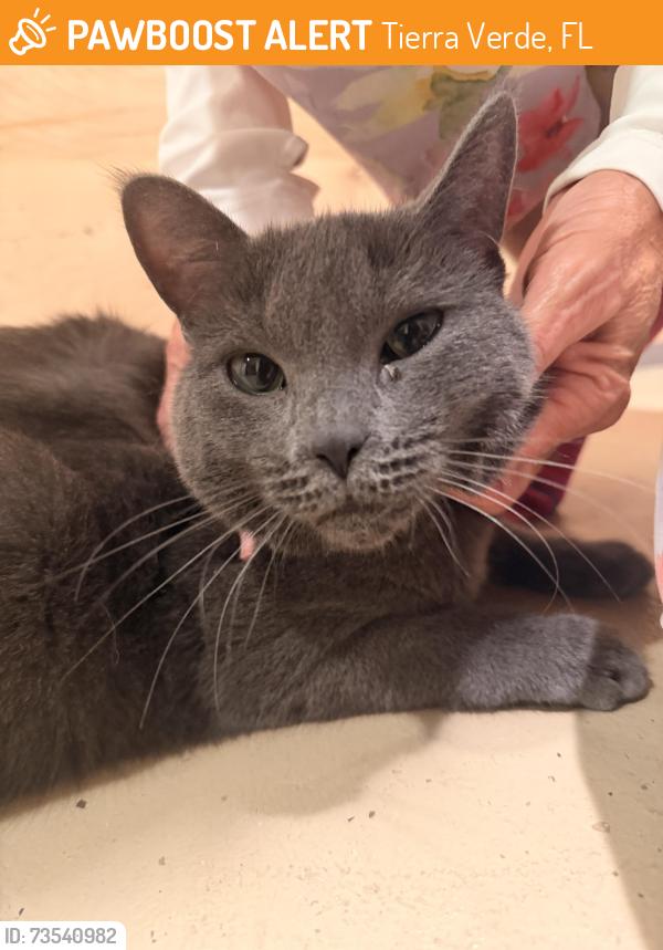 Found/Stray Female Cat last seen 2nd ave S and Sands Point Drive, Tierra Verde, FL 33715