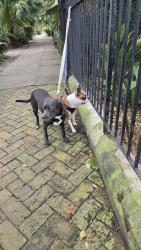Reunited Male Dog last seen Governor Nicholls and N. Miro, New Orleans, LA 70119