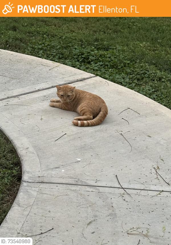 Found/Stray Unknown Cat last seen Old Masters Dr, back part of Colony Cove’s Lake, Ellenton, FL 34222