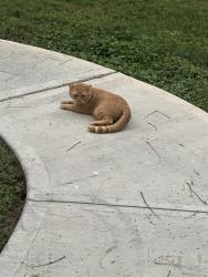 Found/Stray Unknown Cat last seen Old Masters Dr, back part of Colony Cove’s Lake, Ellenton, FL 34222