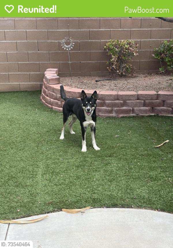 Reunited Male Dog last seen El Capitan and Peace Way, Spring Valley, NV 89147
