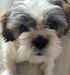 Reunited Female Dog last seen Missouri city, Missouri City, TX 77489
