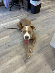 Reunited Male Dog last seen Roto-Rooter 3850 I-55 South Frontage Road Jackson MA 39212, Jackson, MS 39212