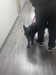 Reunited Female Dog last seen Parker Ave/Bell Ave, McClellan Park, CA 95652