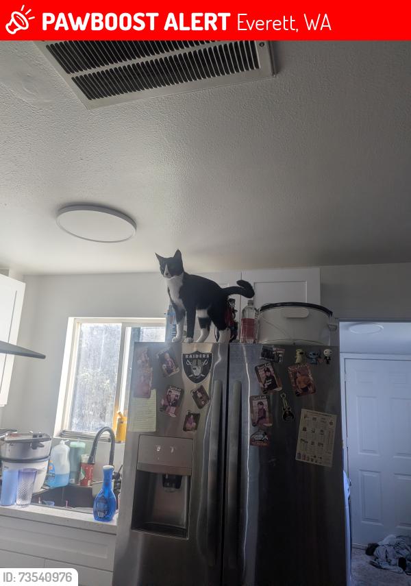 Lost Male Cat last seen Home depot 128th, Everett, WA 98204