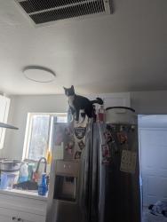 Lost Male Cat last seen Home depot 128th, Everett, WA 98204