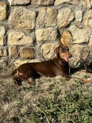 Lost Female Dog last seen Near county line rd, Mabank, TX 75147