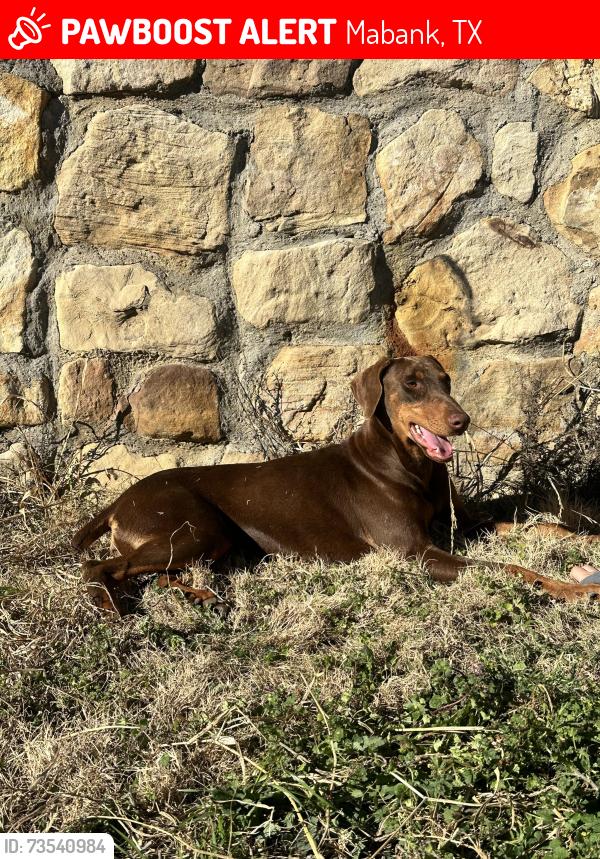 Lost Female Dog last seen Near county line rd, Mabank, TX 75147