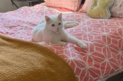 Lost Male Cat last seen Pienza Ct, Riverside, CA 92503