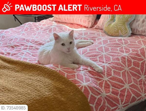 Lost Male Cat last seen Pienza Ct, Riverside, CA 92503