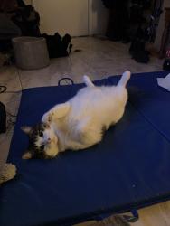 Reunited Male Cat last seen Near wellinton street hamilton Ontario, Hamilton, ON L8L 0A4