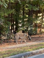 Found/Stray Unknown Dog last seen Fernstone Dr Acworth Ga ,near the lake inThe Links @ Brookstone, Cobb County, GA 30101