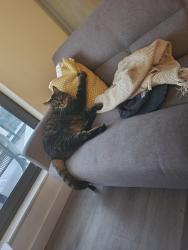 Lost Male Cat last seen Near Lomond place back terrace area, North Ayrshire, Scotland KA12 9PG