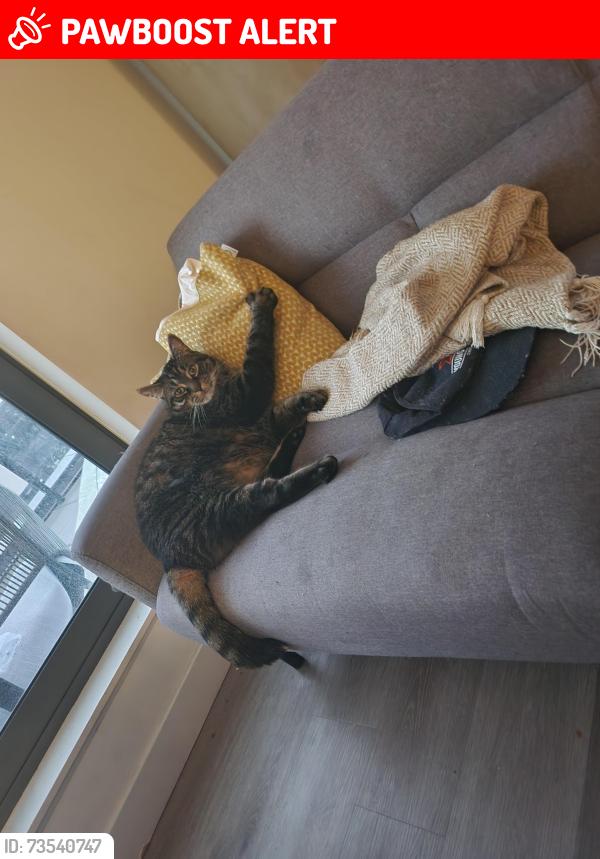Lost Male Cat last seen Near Lomond place back terrace area, North Ayrshire, Scotland KA12 9PG