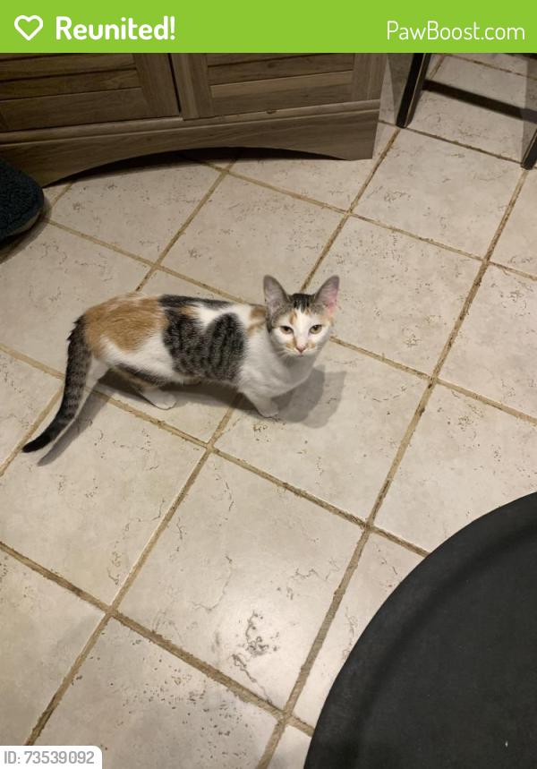 Reunited Female Cat last seen Laurel Dr, Greenville, TX 75402
