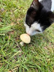 Lost Female Cat last seen Dogwood court, Mobile, AL 36605