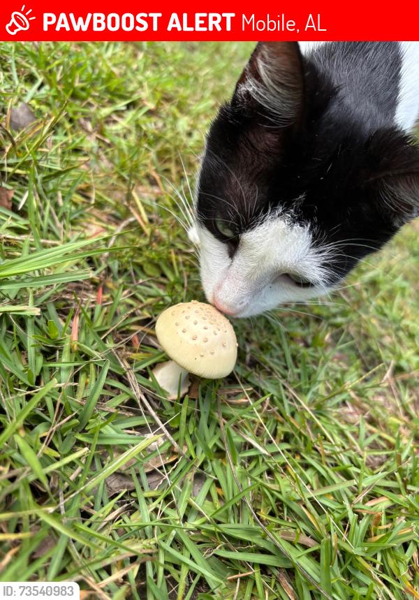 Lost Female Cat last seen Dogwood court, Mobile, AL 36605