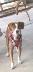 Found/Stray Female Dog last seen Bloomington and valley, Bloomington, CA 92316