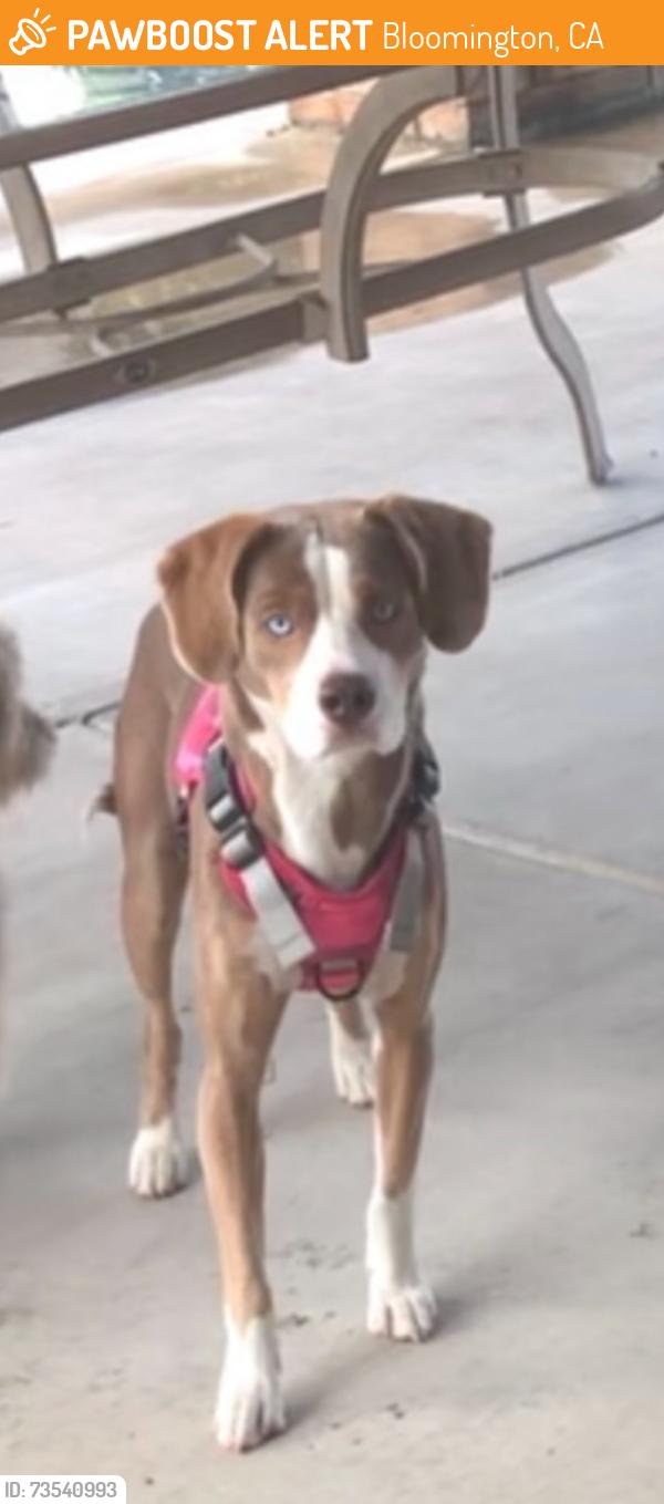 Found/Stray Female Dog last seen Bloomington and valley, Bloomington, CA 92316