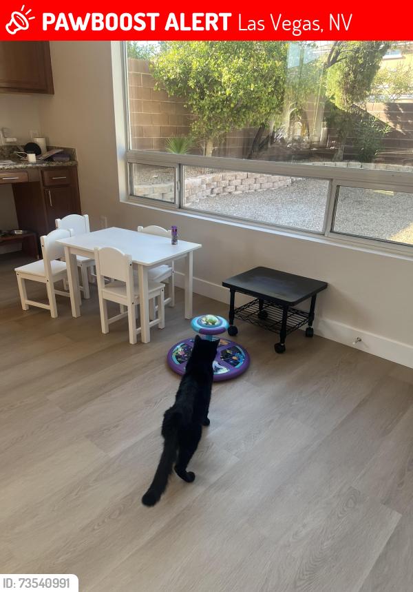 Lost Male Cat last seen S Durango and W Gomer, Las Vegas, NV 89178