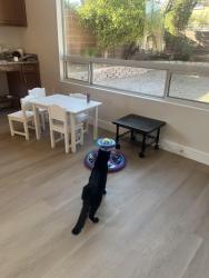 Lost Male Cat last seen S Durango and W Gomer, Las Vegas, NV 89178