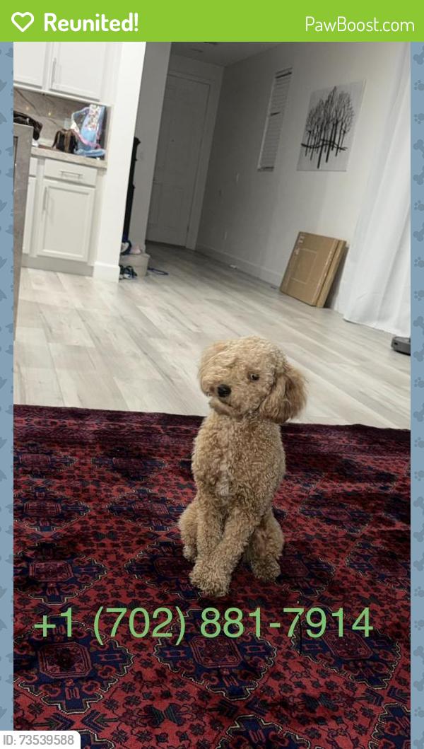 Reunited Male Dog last seen Russell and Grand Canyon, Las Vegas, NV 89148