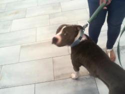 Shelter Stray Female Dog last seen MATTHEWS, 8315 Byrum Dr, Charlotte, NC 28217, USA