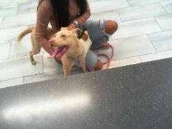 Shelter Stray Female Dog last seen CHARLOTTE, 8315 Byrum Dr, Charlotte, NC 28217, USA