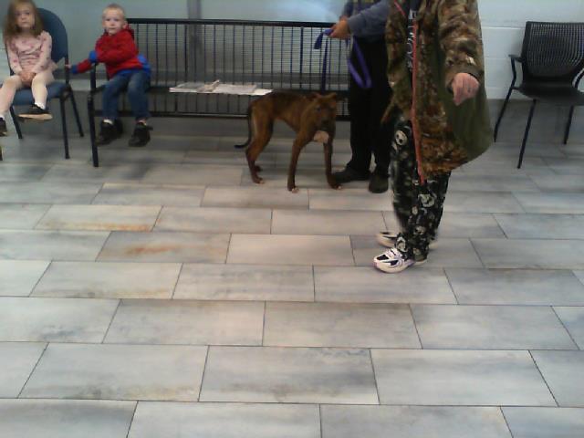 Shelter Stray Female Dog last seen CHARLOTTE, 8315 Byrum Dr, Charlotte, NC 28217, USA