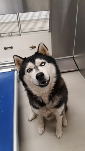 Shelter Stray Male Dog last seen BURLINGTON AC, 221 Stone Quarry Rd, Burlington, NC 27217, USA