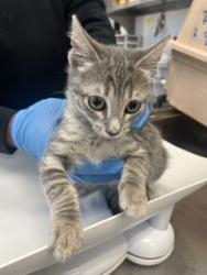 Shelter Stray Male Cat last seen ALAMANCE COUNTY, 221 Stone Quarry Rd, Burlington, NC 27217, USA