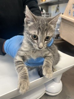 Shelter Stray Male Cat last seen ALAMANCE COUNTY, 221 Stone Quarry Rd, Burlington, NC 27217, USA