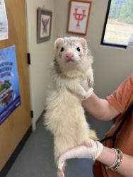 Shelter Stray Female Other last seen , 4950 SW Triana Blvd, Huntsville, AL 35805, USA