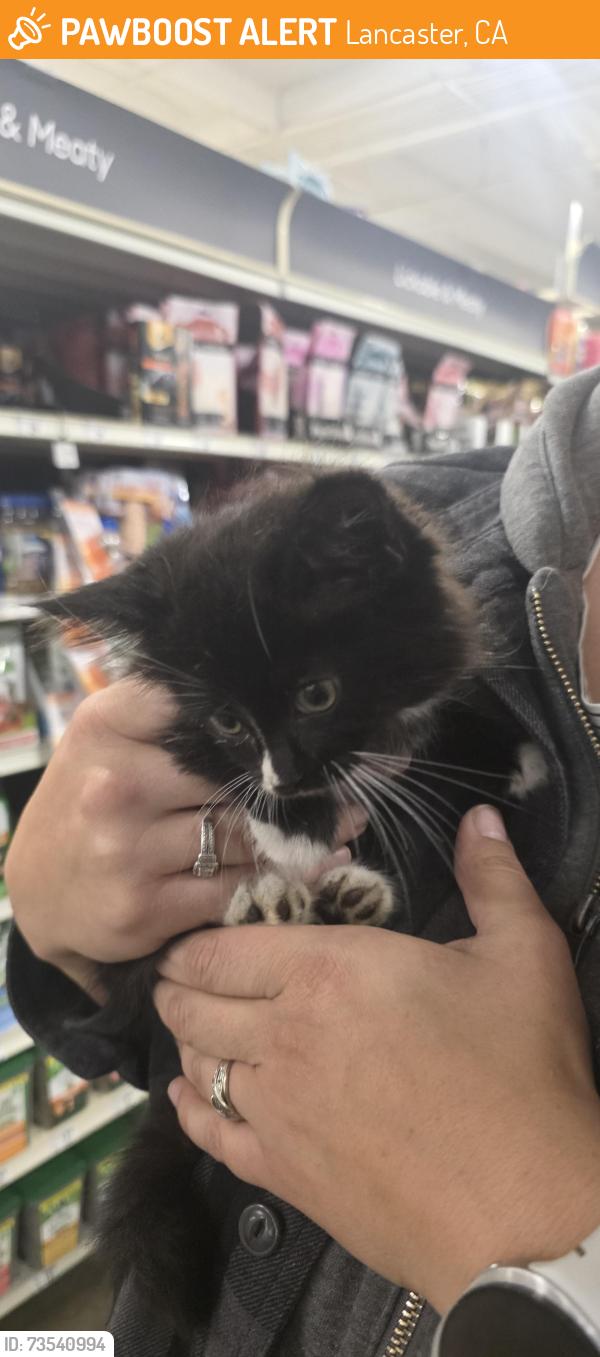 Found/Stray Female Cat last seen Ave j and valley central way lancaster, Lancaster, CA 93536