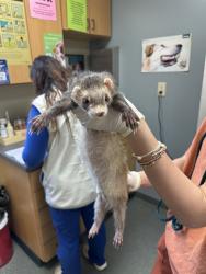 Shelter Stray Male Other last seen , 4950 SW Triana Blvd, Huntsville, AL 35805, USA
