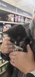 Found/Stray Female Cat last seen Ave j and valley central way lancaster, Lancaster, CA 93536