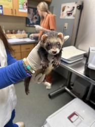 Shelter Stray Female Other last seen , 4950 SW Triana Blvd, Huntsville, AL 35805, USA