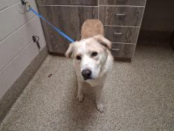 Shelter Stray Male Dog last seen Near BLOCK STRINDBERG PT, COLORADO SPRINGS CO 80916, 610 Abbot Ln, Colorado Springs, CO 80905, USA